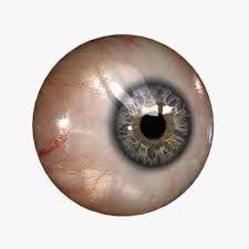 Tarsal glands: produce an oily secretion that lubricates the eye Conjunctiva : Covers part of the exposed surface of the eyeball, fuses to the cornea via corneal epithelium Lacrimal apparatus and
