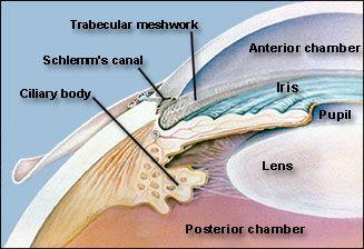 Internal structures of the eye Fibrous layer : outer layer,