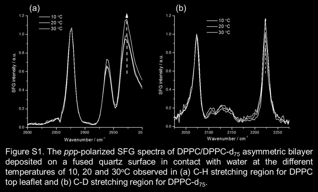 Tilt angle of the DPPC molecules in the asymmetric bilayer during heating stage I Although the changes in the SFG intensities are very small in the temperature range, it is interesting to note that