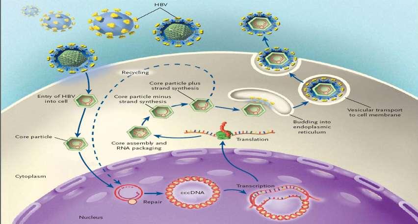 HBV Reactivation During Immunosuppressive Treatment: Pathogenesis Immunosuppressors