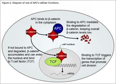 MOLECULAR CAUSE FAP causes a deletion of five bases on the APC gene (adenomatous polyposis coli) located between 5q21 and 5q22.