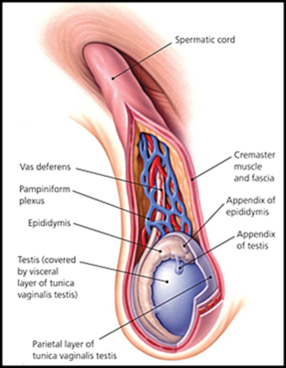 Fig. 3: longitudinal section of spermatic cord showing its content: vas deferens, testicular artery,