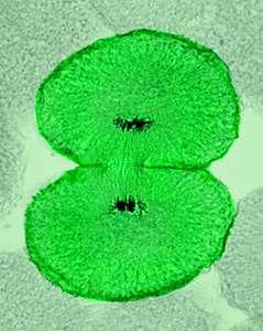 Telophase final phase: the reverse of Prophase sister chromatids reach opposite poles chromosomes unwind to chromatin spindle breaks down nucleolus reappears cytoplasm