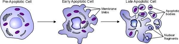 Apoptosis Apoptosis is programmed cell death. The process includes blebbing, cell shrinkage & breakdown of the DNA material.