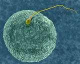Meiosis Meiosis- the formation of gametes (haploid cells) Gametes are sex cells- egg or sperm Why does meiosis occur?