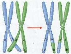 chromosomes pair up crossing over occurs exchange of genetic