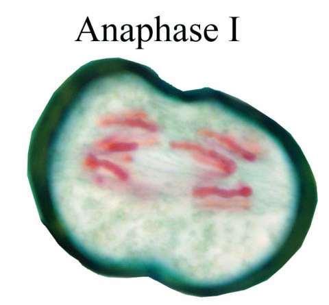 Anaphase I Anaphase I & Telophase I tetrads (homologous pairs) separate
