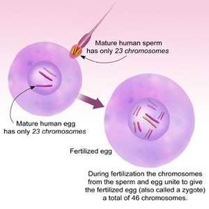 Sexual Reproduction Sexual reproduction uses sex cells and results