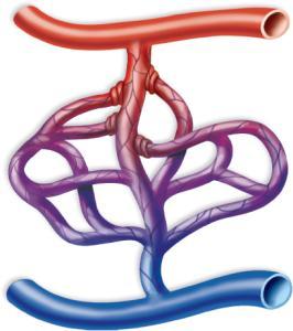 Anatomy of a Capillary Bed flow arteriole precapillary sphincters capillaries arteriovenous shunt venule flow 12.