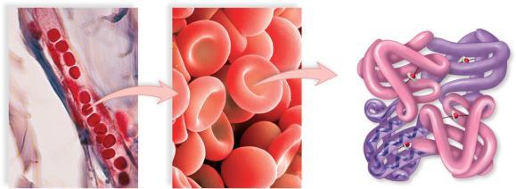 250 Blood has: Transport functions: Nutrients, gases and wastes Regulatory functions: Heat dispersal, pressure Protective functions: Fights infection, prevents loss by clotting Plasma Contains