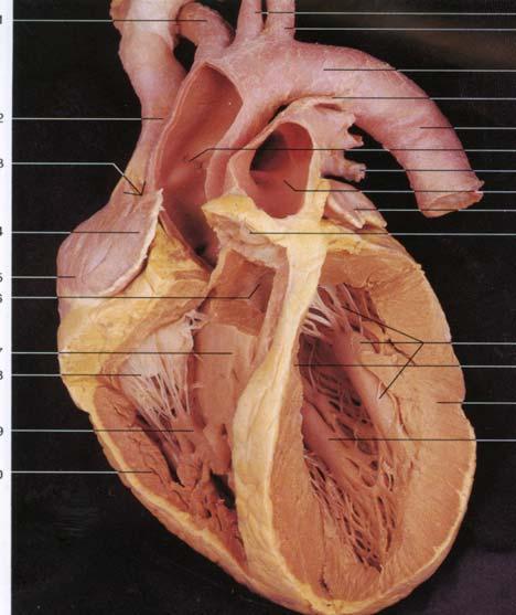 aorta Opening into coronary arteries Pulmonary arts.