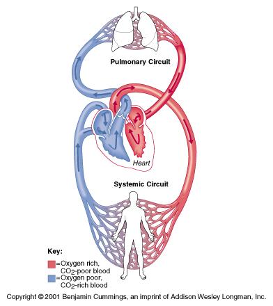 Pulmonary Division: lung capillaries where blood is is oxygenated from respiration. Deoxygenated blood Systemic Division: all tissues and organs which receive oxygenated blood.