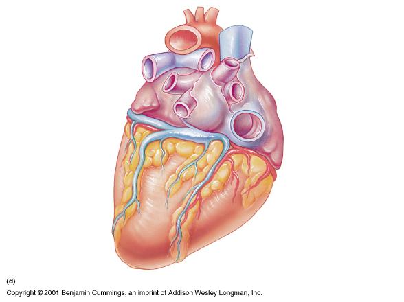 Posterior View of Heart Pulmonary veins L. Auricle Great cardiac vein Coronary sinus Middle cardiac vein Figure 18.4 d Apex Aorta Sup. Vena cava Rt. atrium Inf. Vena cava Rt. auricle Rt.