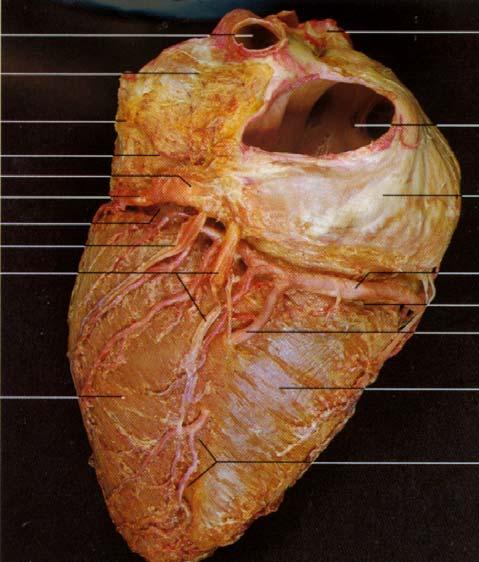 Pulmonary veins L. Atrium Pulmonary veins L. Coronary Auricle sinus Great cardiac vein Great cardiac vein Middle Middle cardiac cardiac vein vein Coronary sinus Posterior View of Heart Rt.