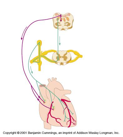 Cardioinhibitory output Cardiac Control Cardiac center in medulla oblongata Cardioacceleratory output Vagus nerve Cardiac nerves To SA and AV nodes: threshold thus heart rate.