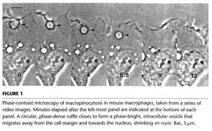Macropinocytosis - Associated with membrane ruffling - Induced in cells following growth factor stimulation - Role for Rho-family GTPase
