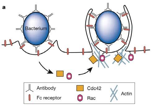 Example: Fc receptors on macrophages are activated by antibodies bound to surface antigens on bacteria, and trigger a