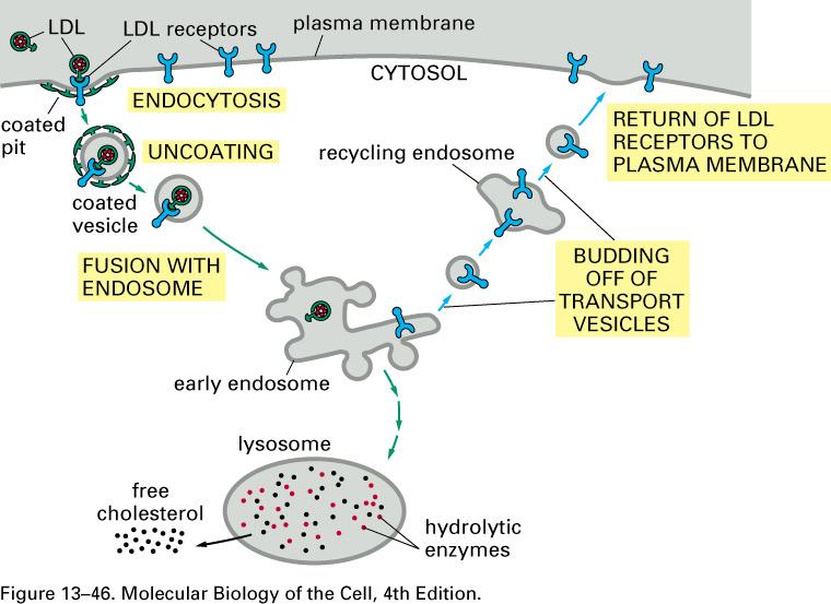 LDL (low density lipoprotein particle) receptor: receptor recycles, cargo is degraded Cell gets