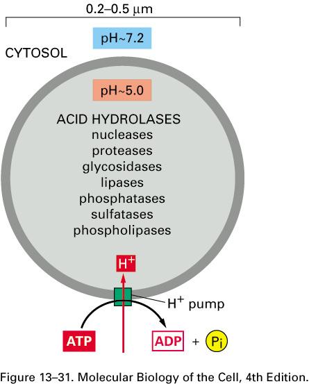 Characteristics of Lysosomes Major site of intracellular degradation; contain many hydrolytic enzymes" " Acidic (ph 5); maintained by a proton pump Semi-permeable membranes due to presence of