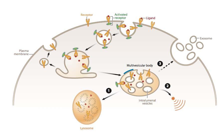 kinase domain Receptor and ligand both delivered to lysosomes &