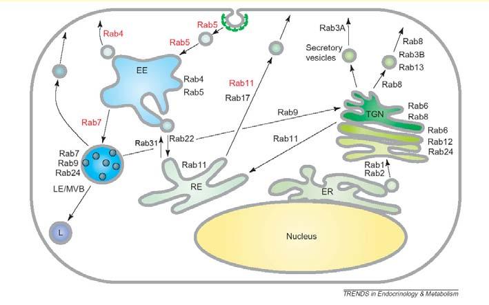 Rab proteins define different endosomes (and