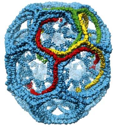 vesicle cycle Adaptor protein(s) bind to membranes and cargo Adaptor protein(s)