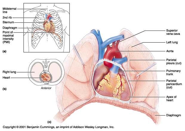 layer) Heart Wall Epicardium visceral layer of the serous pericardium Myocardium cardiac muscle layer forming the bulk of the