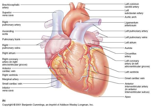 External Heart: Major Vessels of the Heart (Anterior View) External Heart: Vessels that Supply/Drain the Heart (Anterior View) Returning blood to the heart Superior and inferior venae cavae Right and