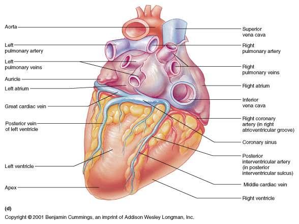 and subclavian arteries Arteries right and left coronary (in atrioventricular groove), marginal, circumflex, and anterior interventricular Veins small cardiac vein, anterior cardiac veins, and great