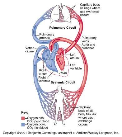 superior and inferior venae cavae and coronary sinus Blood enters left atria from pulmonary veins Ventricles are the discharging chambers of the heart Papillary muscles and trabeculae carneae muscles