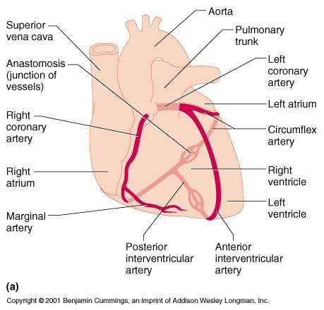 Coronary Circulation Coronary Circulation Coronary circulation is the functional blood supply