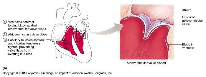 heart Atrioventricular (AV) valves lie between the atria and the ventricles AV valves prevent