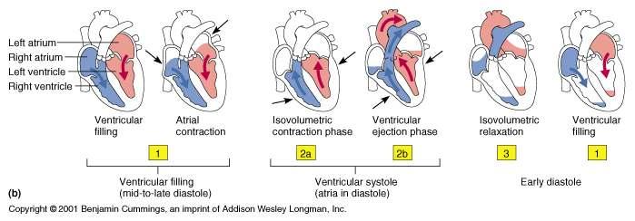 of the Cardiac Cycle Ventricular systole Atria relax Rising ventricular pressure results in closing of AV valves Isovolumetric contraction phase Ventricular ejection phase opens semilunar valves