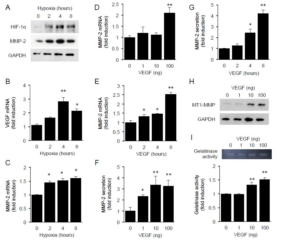 Supplementary Figure 6. VEGF promotes increased MMP-2 activity by increasing MT1-MMP expression in primary human retinal ECs.