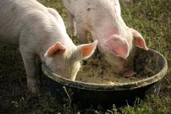 Dioxin contamination of pork from Ireland (2008)