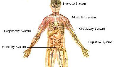 Anatomy ICD-10 has greater need for coders to understand human anatomy Who will