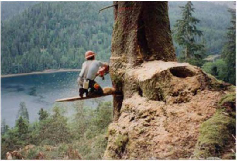 Objectives Injury Rates (Study1): Determine the injury rates of manual tree fallers Assess if changes in injury rates are associated with mandatory certification Risk