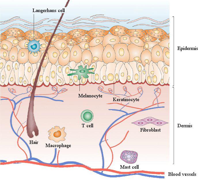 Introduction Skin anatomy Skin covers the entire body and provides a barrier between the body and the outside world through its mechanical as well as immunological properties.