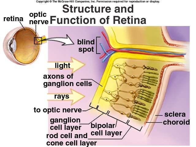 Retina.. Is found at the back of and inside the eye.