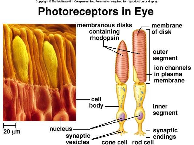 rods Are photoreceptors of the retina that are very sensitive to low light levels and are active at night.