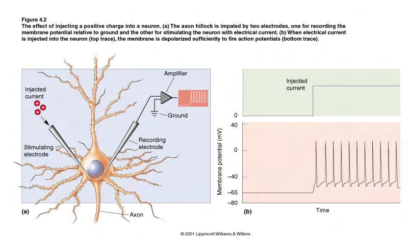 Action potentials: neurons communicate with other neurons by electrical