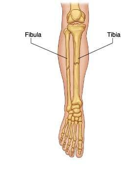 Lower limb - The leg The skeleton of the leg is formed by two bones: 1) Medial: Tibia 2) Lateral: Fibula The two bones are connected via an interosseous membrane.