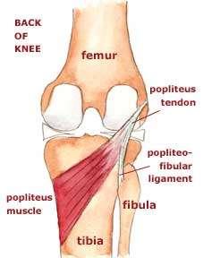 - Ins: base of distal phalanx of lateral 4 toes (its tendon descends down and it is divided into 4 tendons inserted in: base of distal phalanx of lateral 4 toes) -action: plantar flexion of the ankle