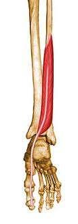 Flexor hallucis longus -ins: base of the distal phalanx of big toe -action: planter flex the ankle and planter flex the big toe The arrangement of structures in the posterior compartment is like this