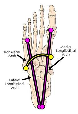 The foot has 2(3) functional arches: