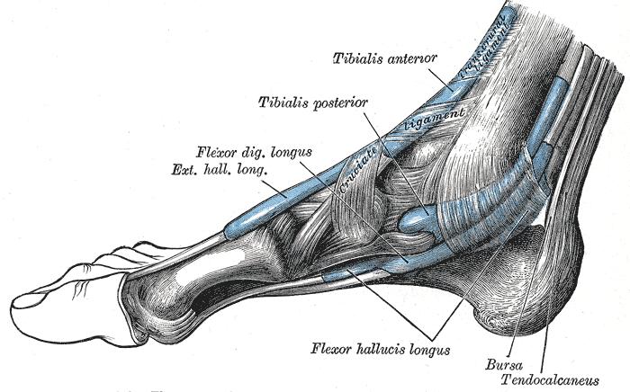 Longitudinal Arch Supported by the tibialis posterior muscle with tendon attachments
