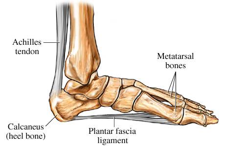Case Study-continued Tightness and tenderness the plantar surface of both feet.