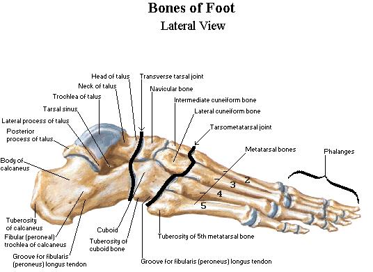 Talus The most dorsal bone in the foot Provides the load bearing joint surface Primary