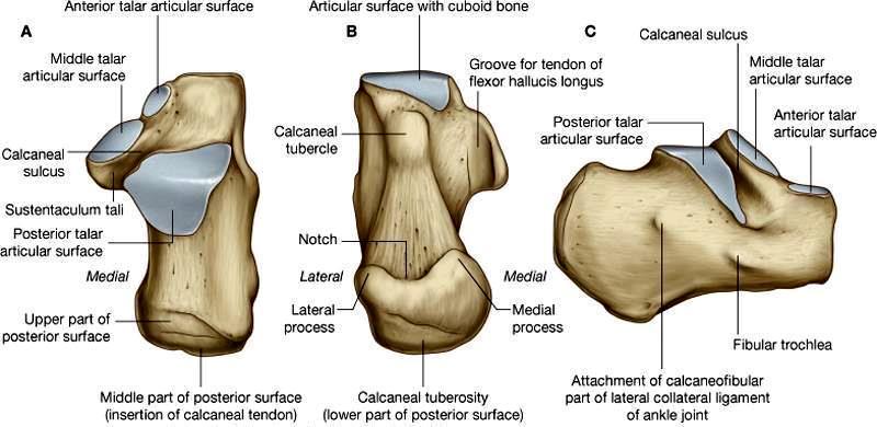 At the upper and forepart of the medial surface of the calcaneusis a horizontal eminence, the