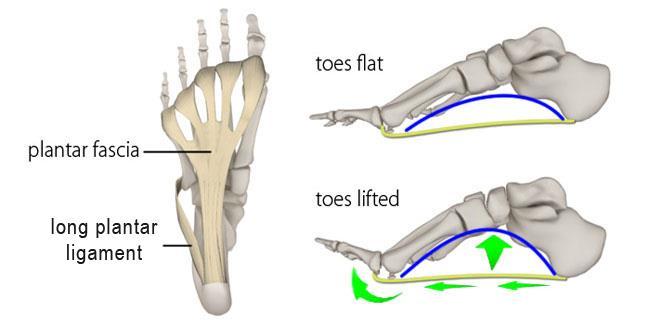 Longitudinal arch The plantar fascia is a fibrous ligament-like structure that runs from the calcaneus